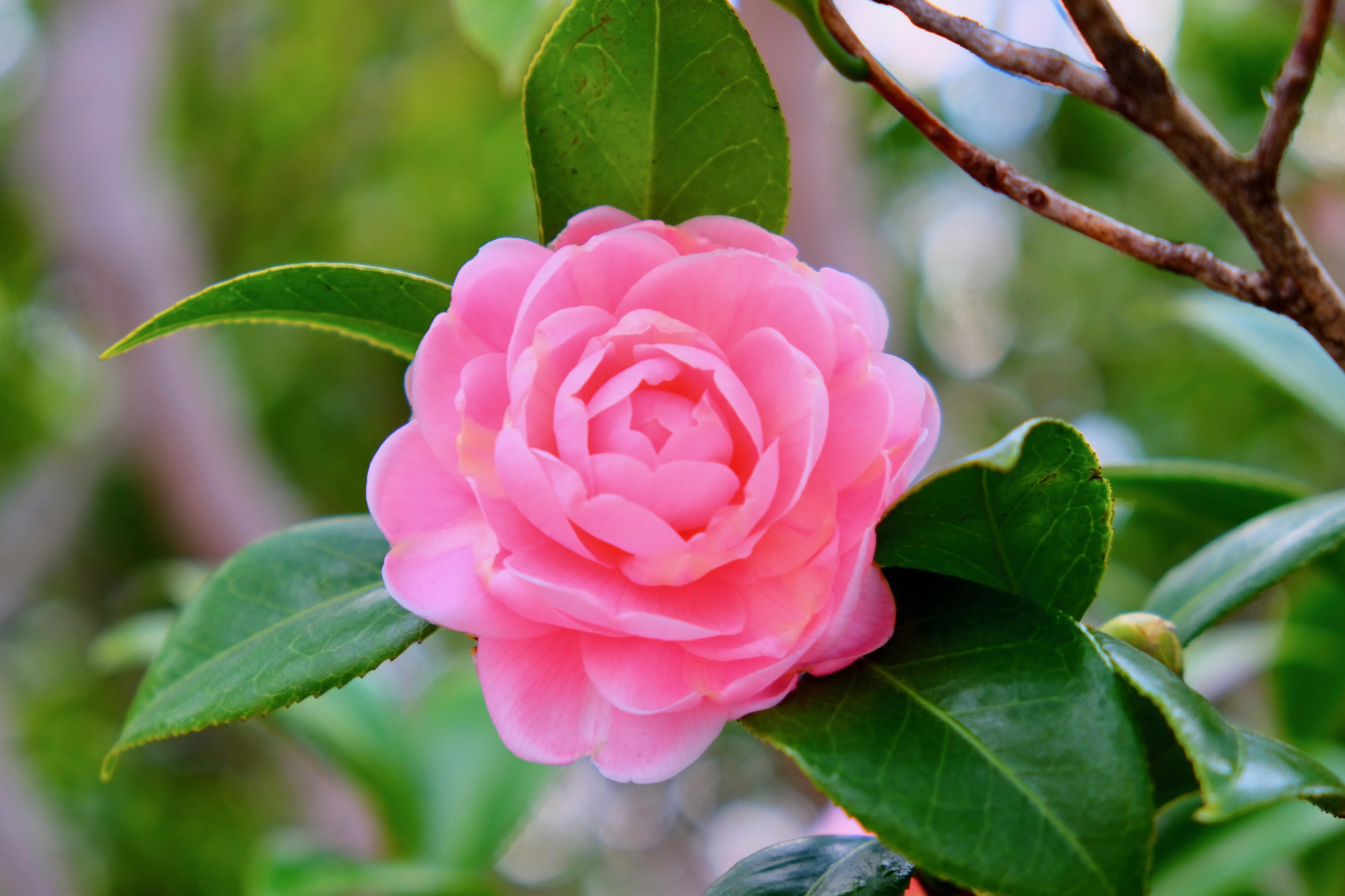 &nbsp;Flor de camélia exalando perfeição