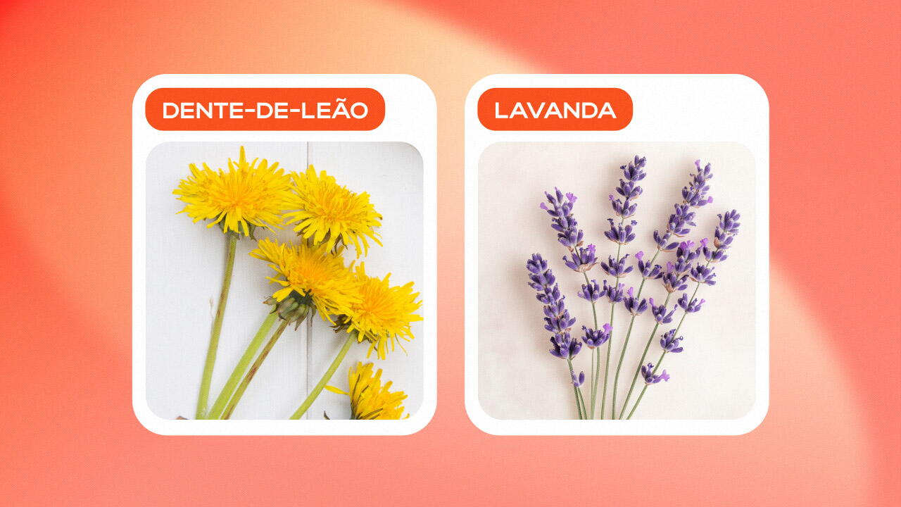 Dente-de-leão,&nbsp;Lavanda
