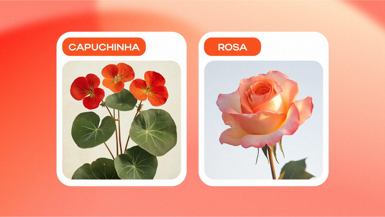Capuchinha,&nbsp;Rosa