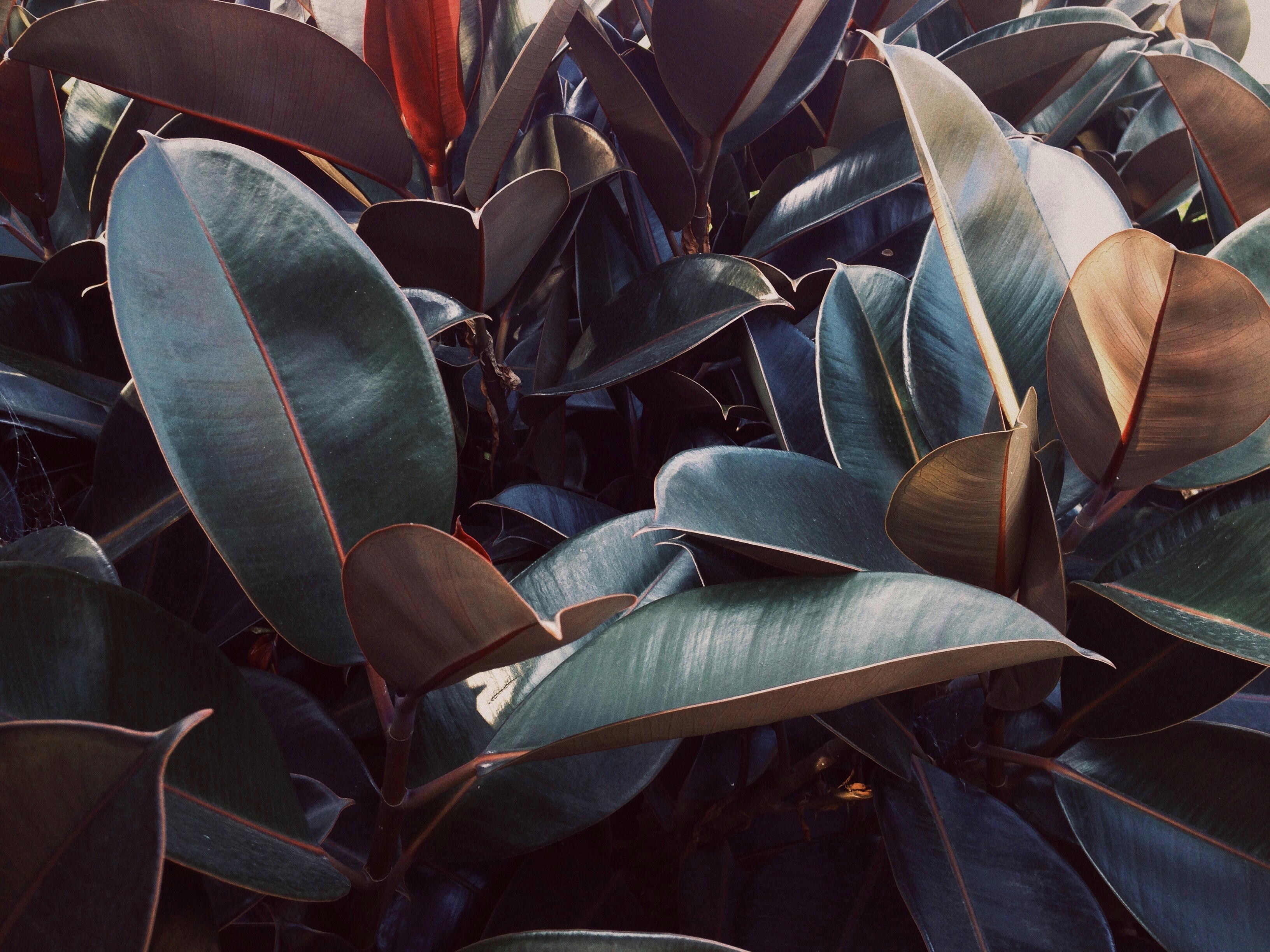 Folhas da planta ficus elastica