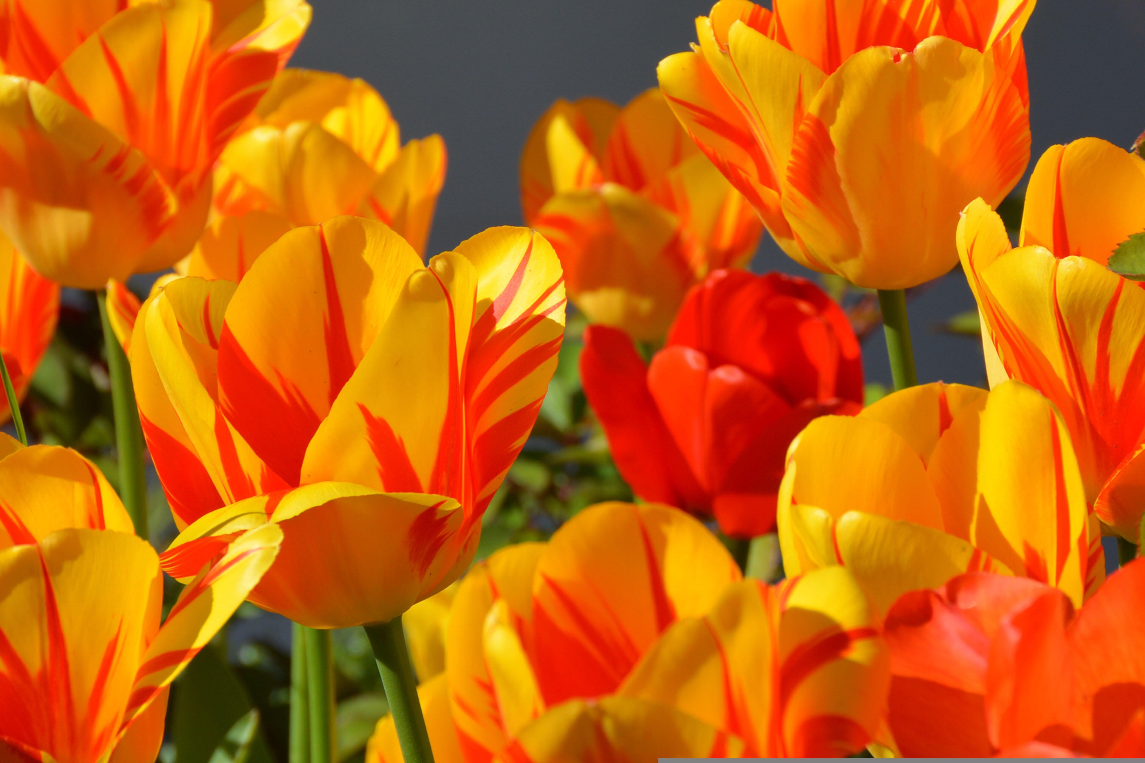 Tulipas e sua forma simétrica e cores vibrantes, que refletem força e determinação.