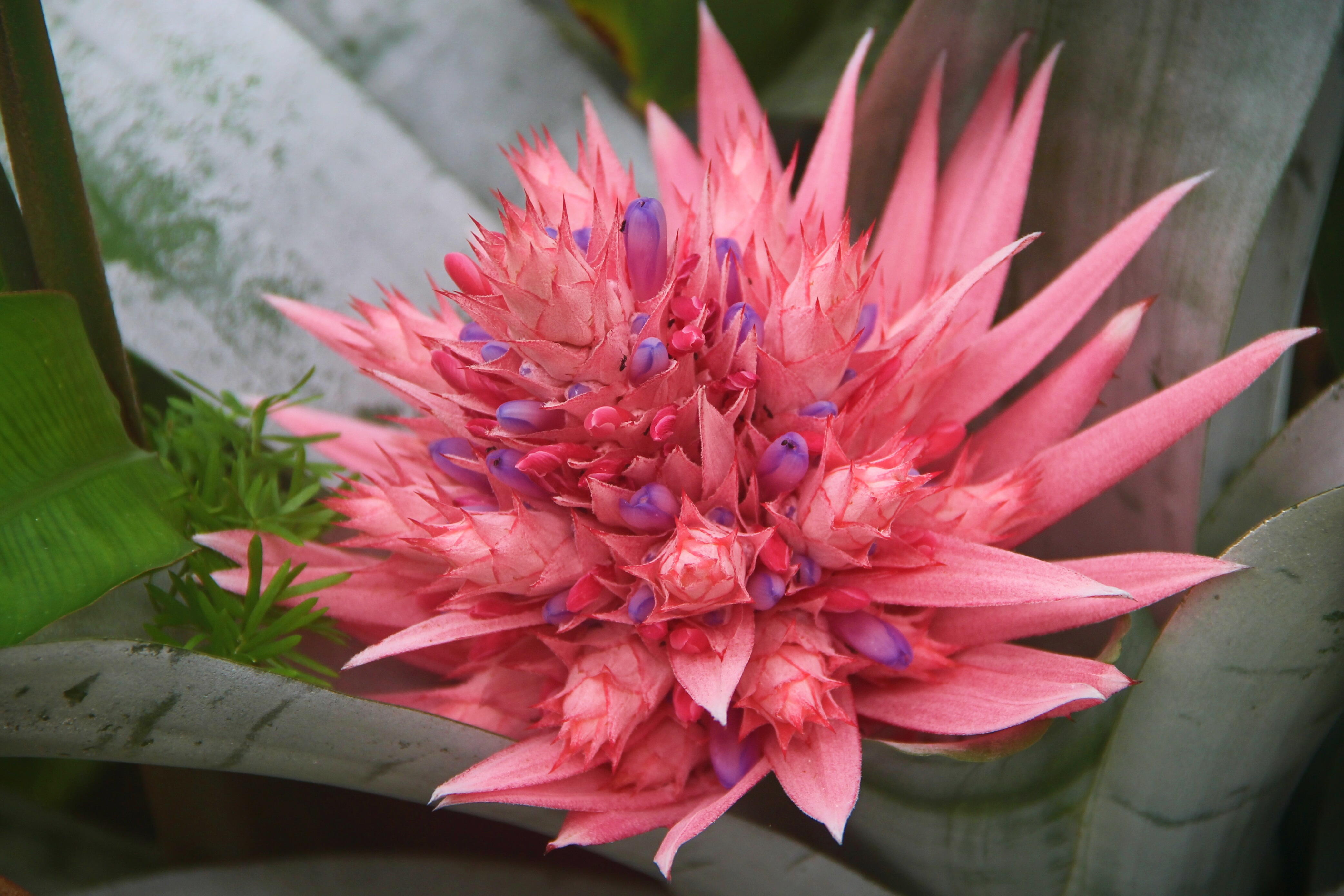 Bromélia em tons de vermelho e rosa