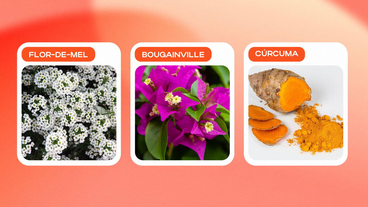 Flor-de-mel,&nbsp;Bougainville,&nbsp;Cúrcuma
