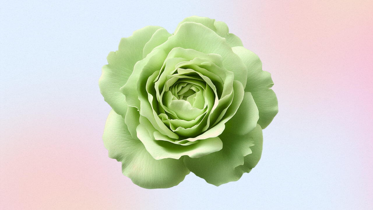 Rosa Verde