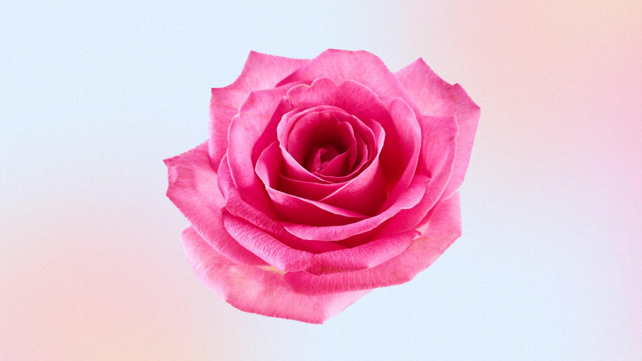 Rosa Rosa