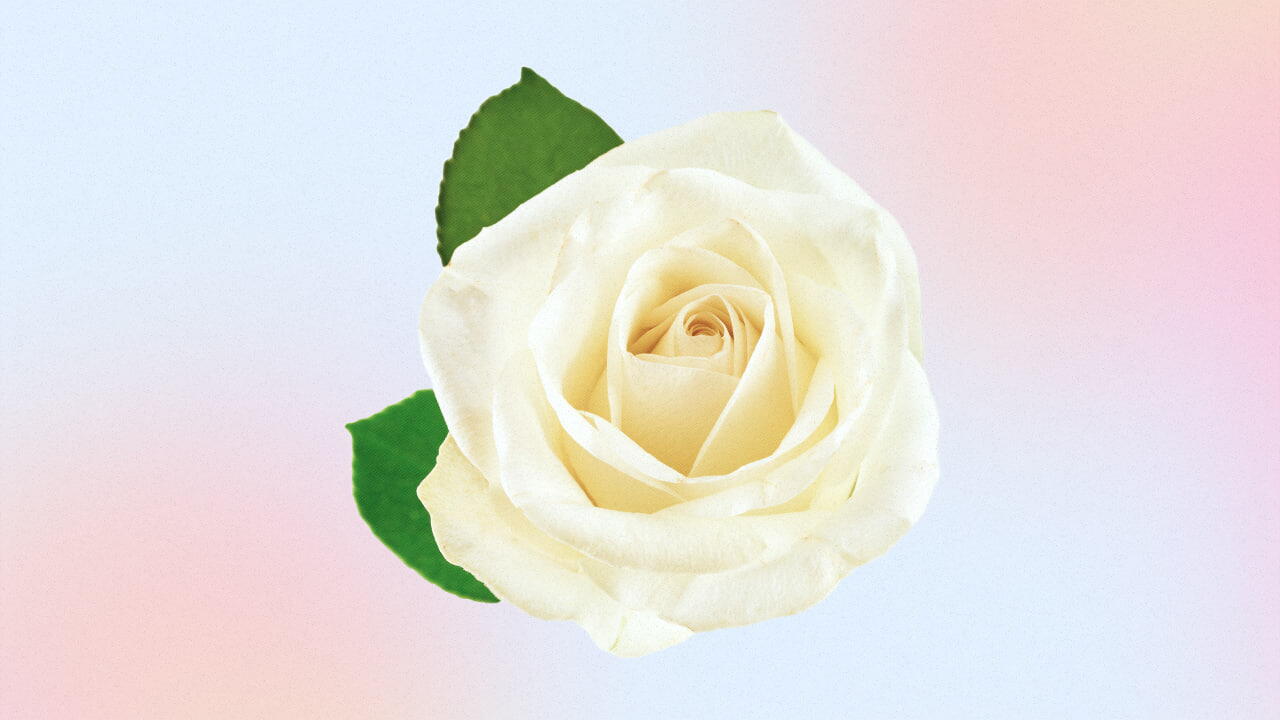 Rosa Branca