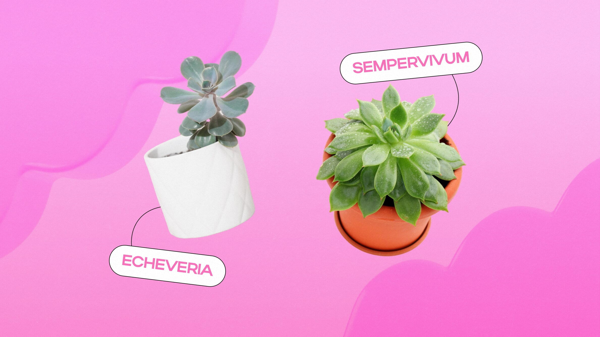 Espécies populares de suculentas:&nbsp;Echeveria,&nbsp;Sempervivum