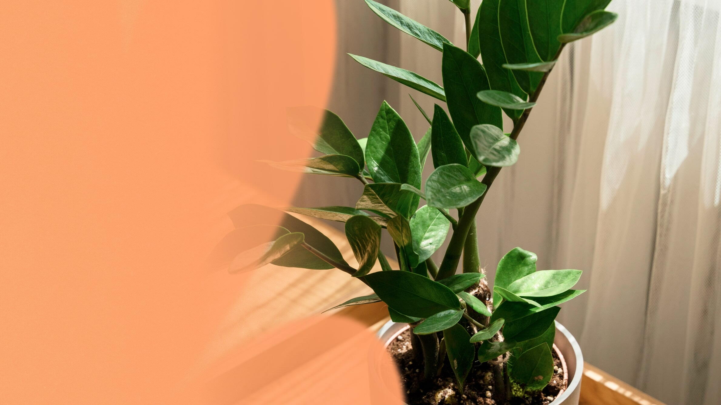 Planta zamioculca como cuidar