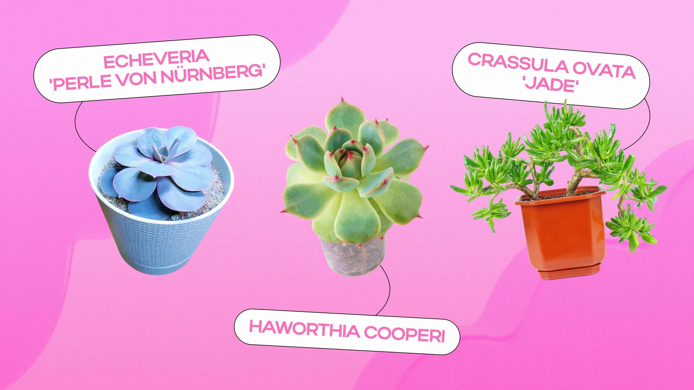 Tipos de suculentas:&nbsp;Echeveria 'Perle von Nürnberg', Haworthia Cooperi, Crassula Ovata 'Jade'