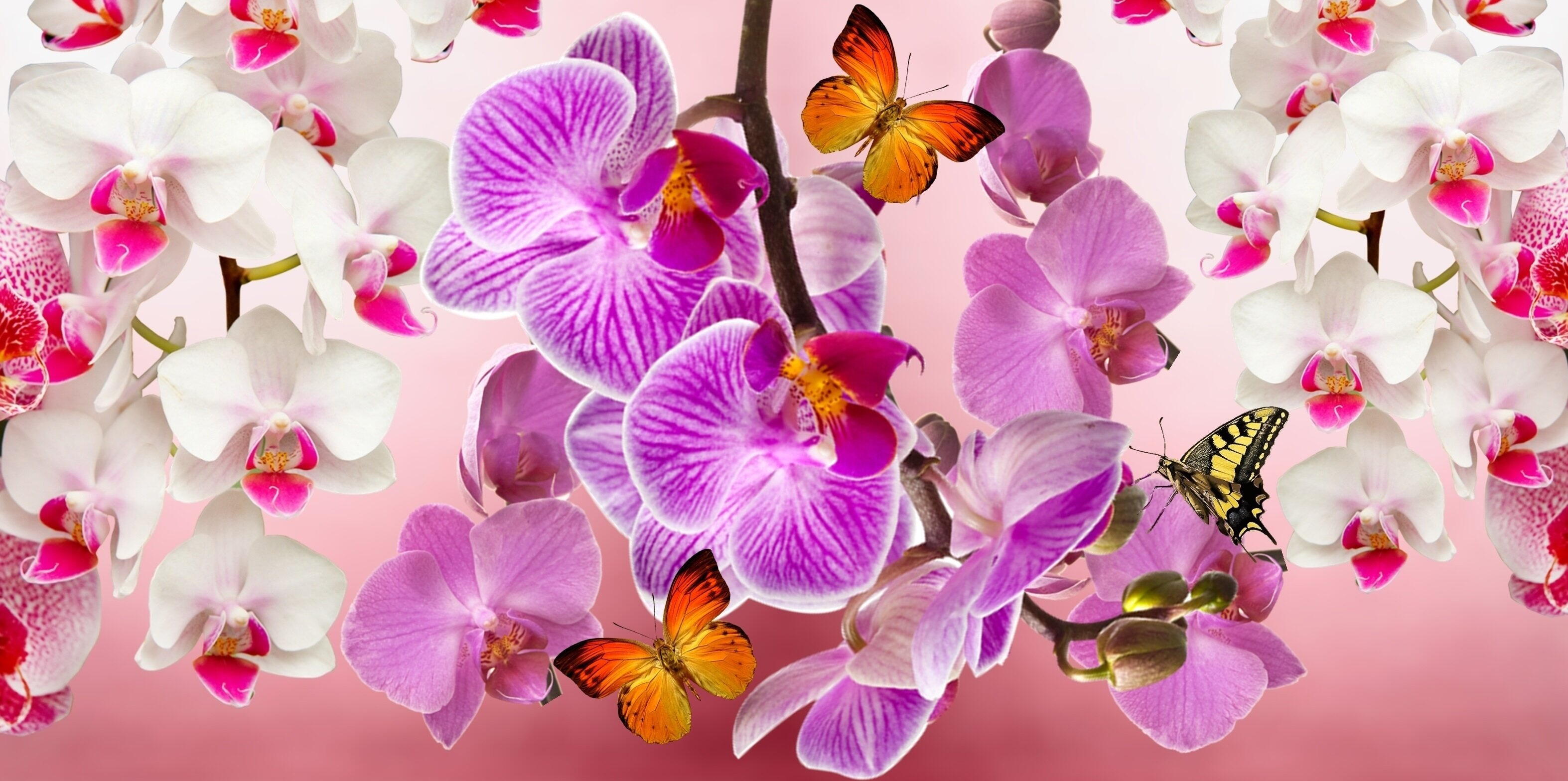 Orquídeas em Casa: Saiba mais sobre essas plantas sofisticadas