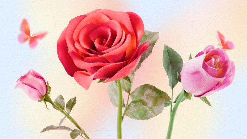 A simbologia das cores das rosas