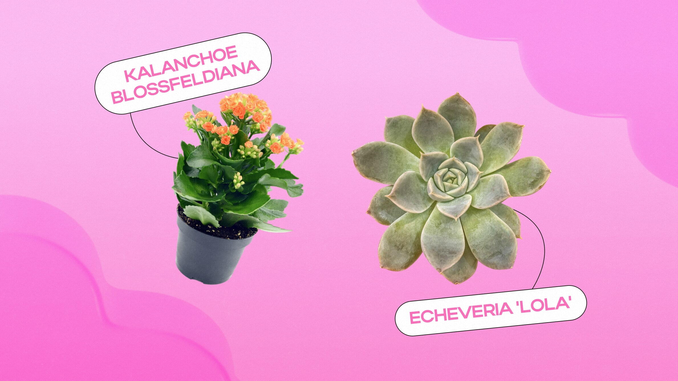 Suculentas com flores:&nbsp;Kalanchoe Blossfeldiana,&nbsp;Echeveria 'Lola'