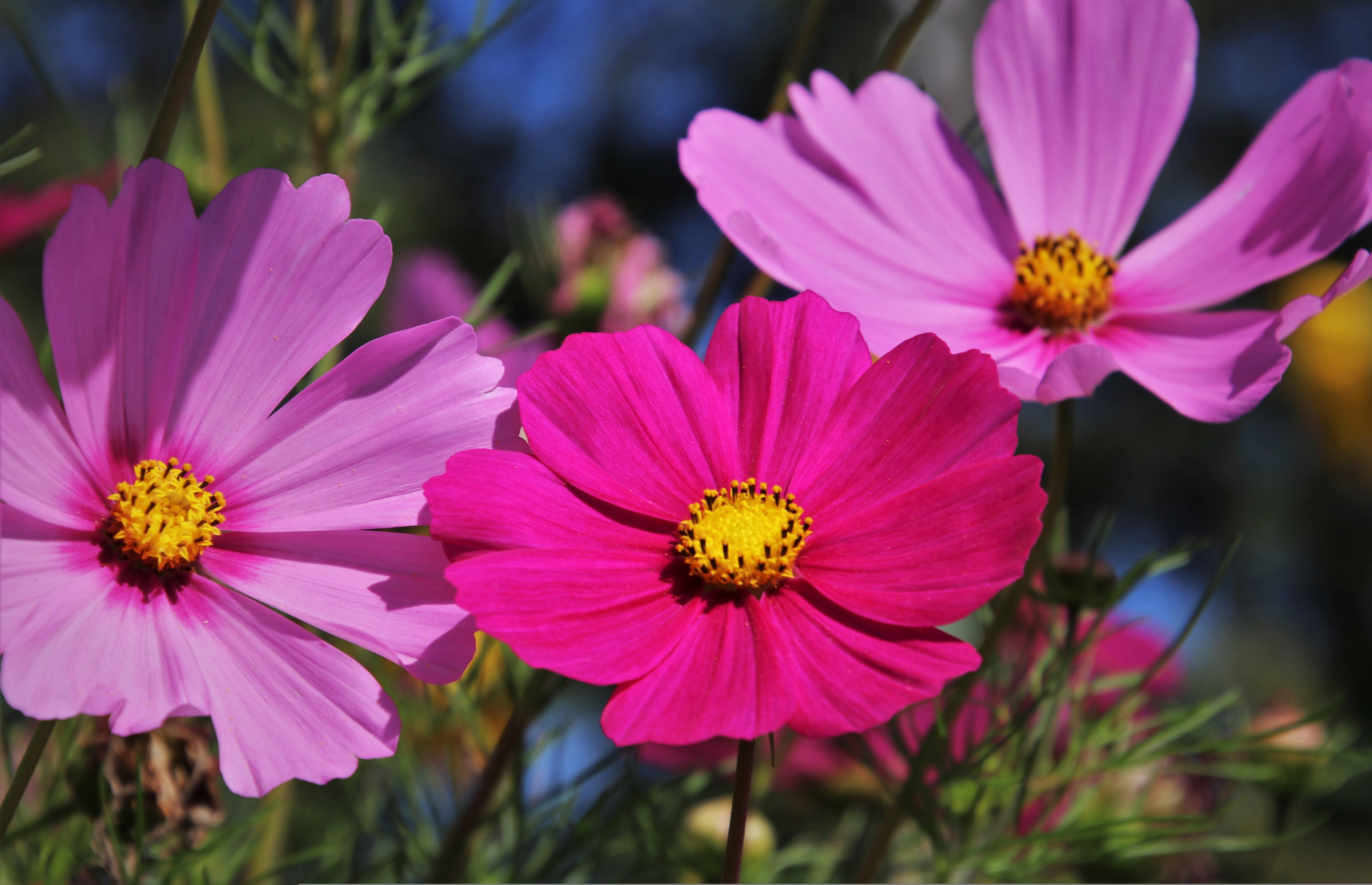 Flores cosmos mostrando toda a sua graça em tons variados