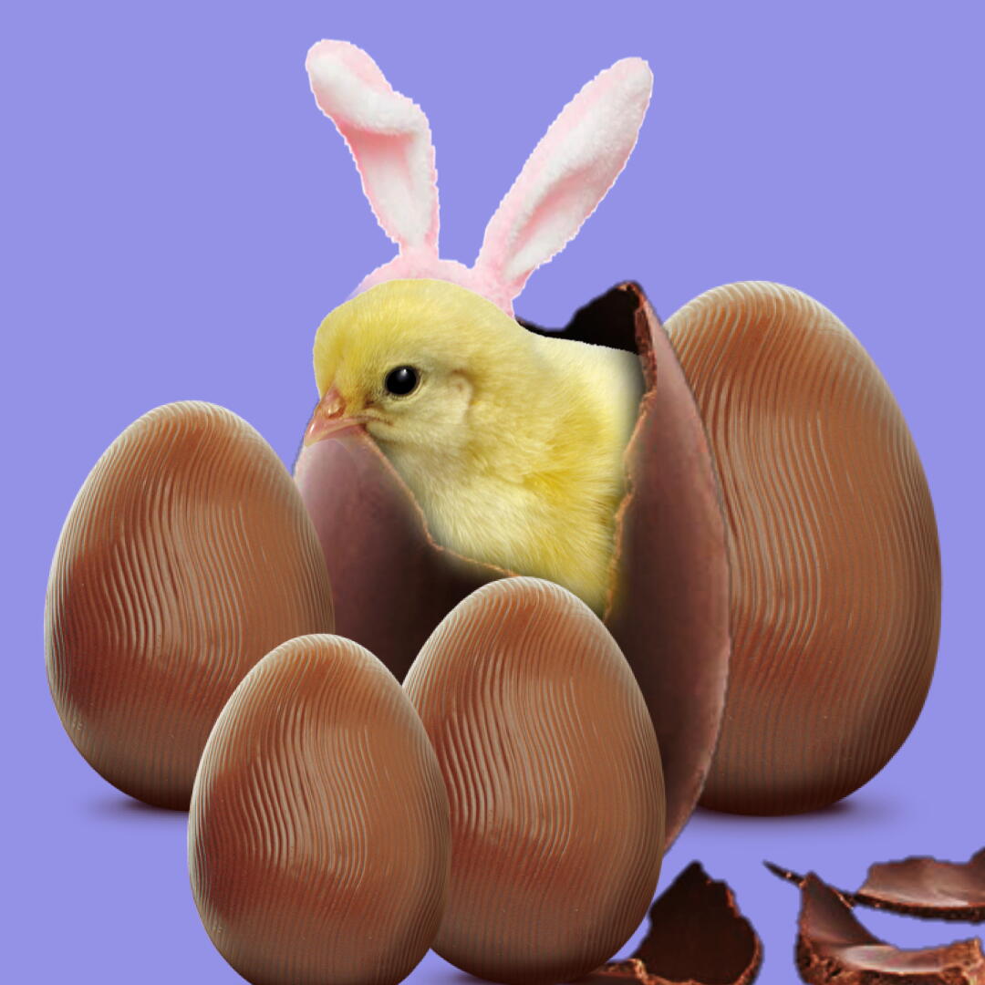 ovo de chocolate com um pintinho dentro