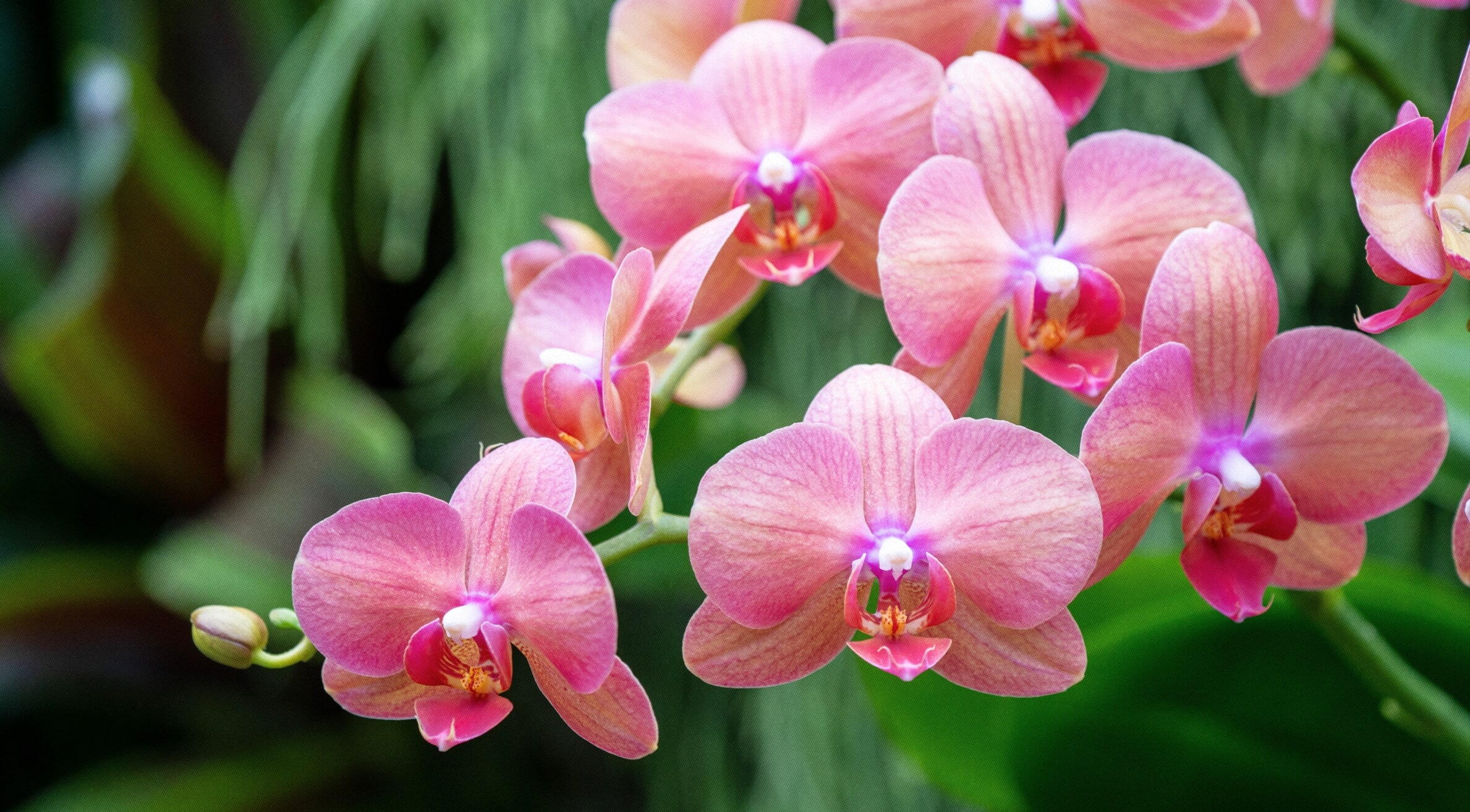 Como cuidar de orquídeas em vasos e manter as plantas saudáveis