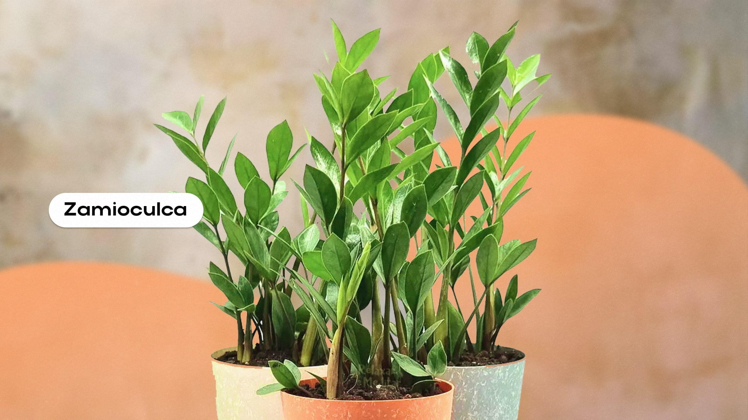 Zamioculca: como cuidar dela em casa