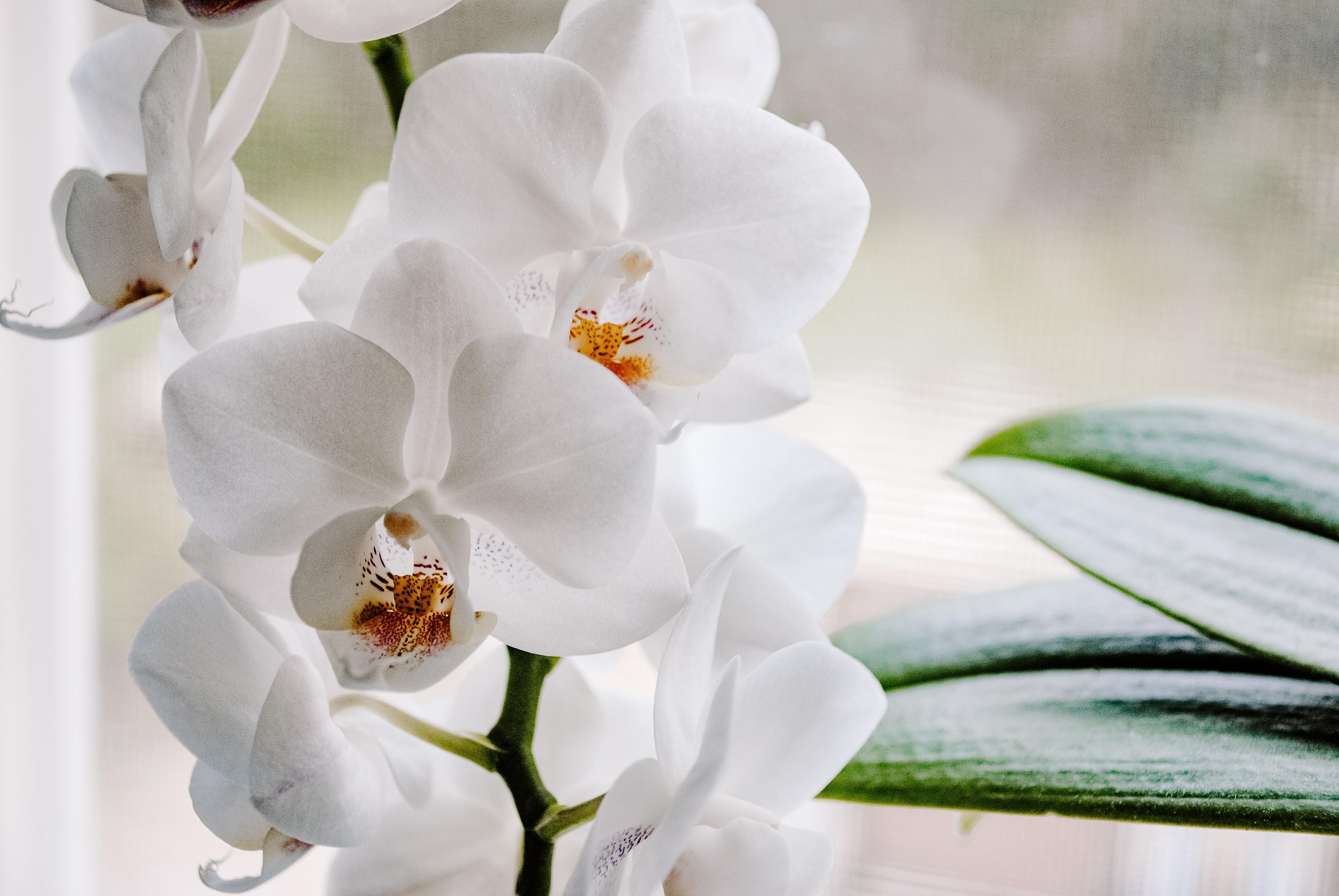 Orquídea branca