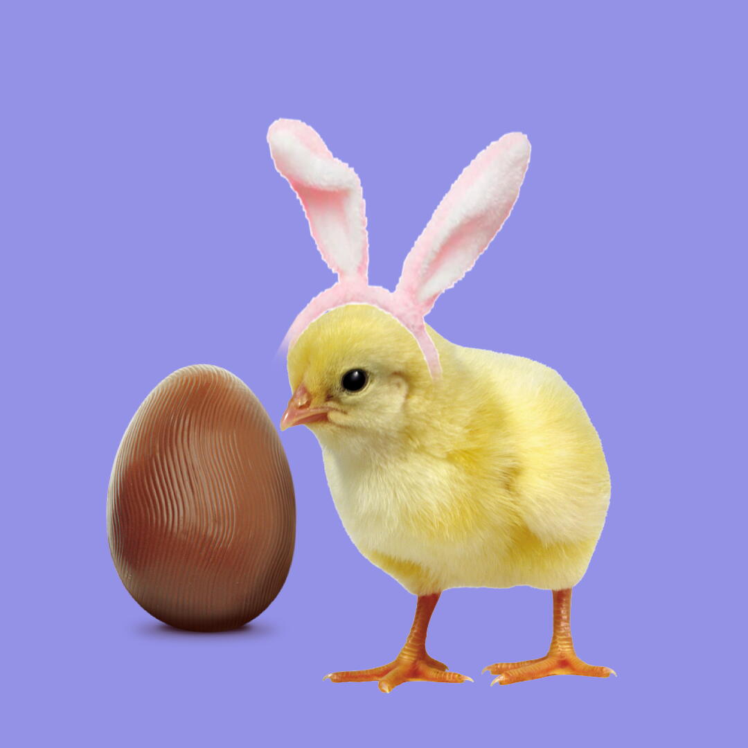 Ovo de chocolate ao lado de um pitinho vestindo orelhas de coelho