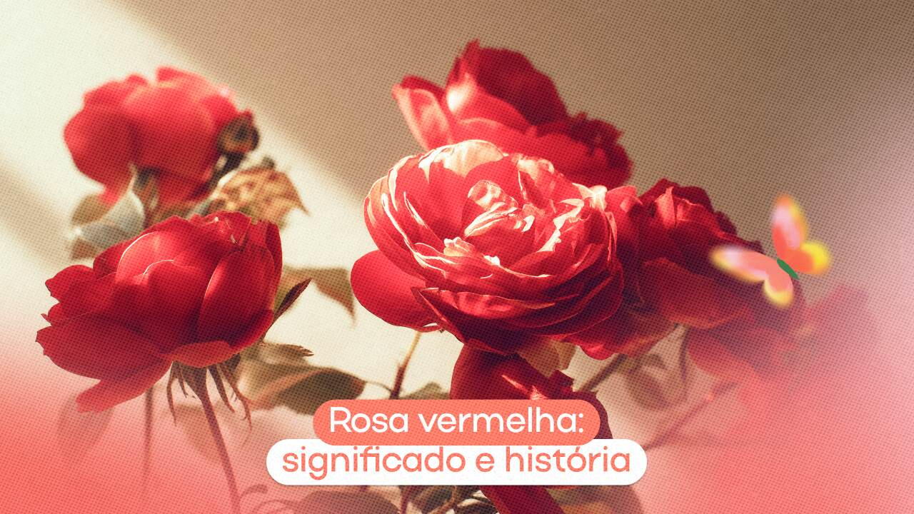 Rosa vermelha: significado e história