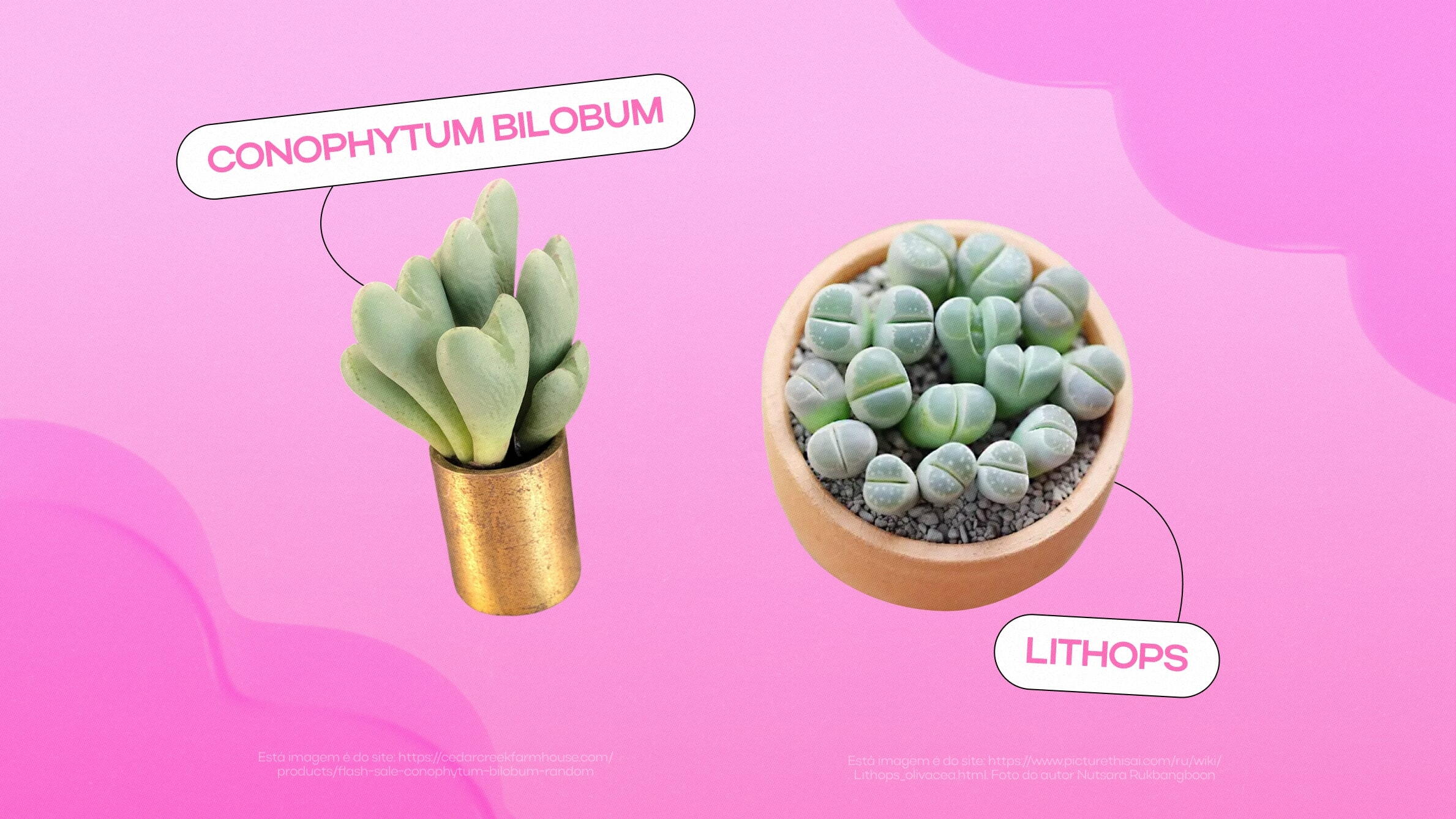 Suculentas raras:&nbsp;Conophytum Bilobum,&nbsp;