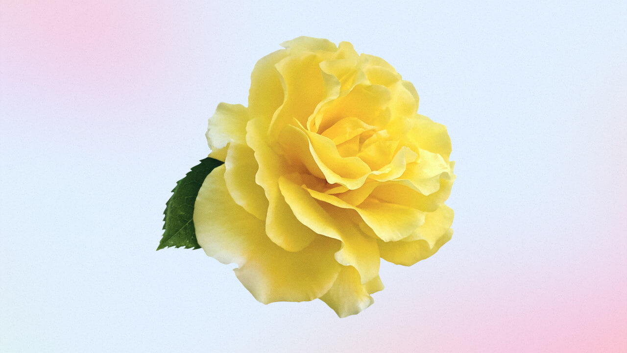 Rosa Amarela