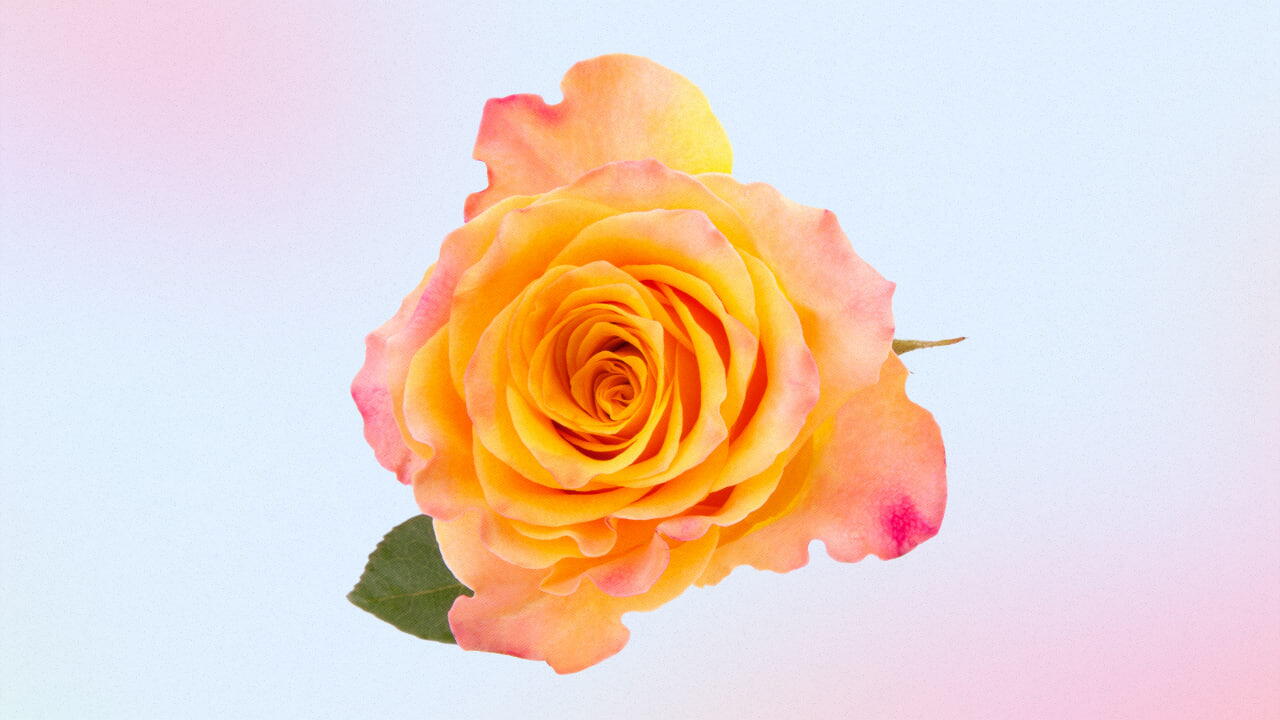 Rosa Laranja