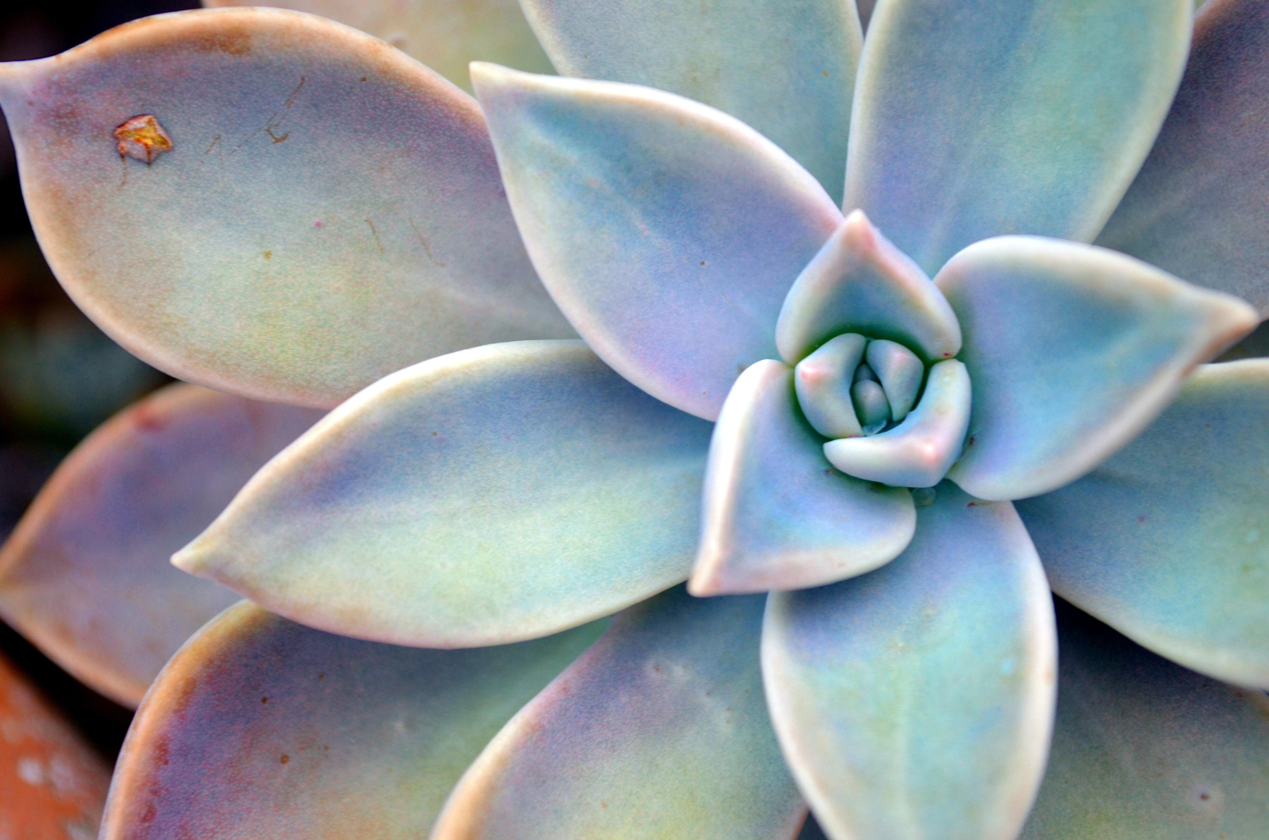 Planta suculenta em formato de flor Graptoveria silver star