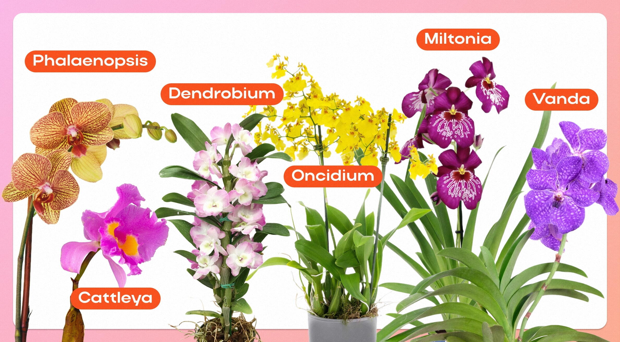 Tipos de orquídeas