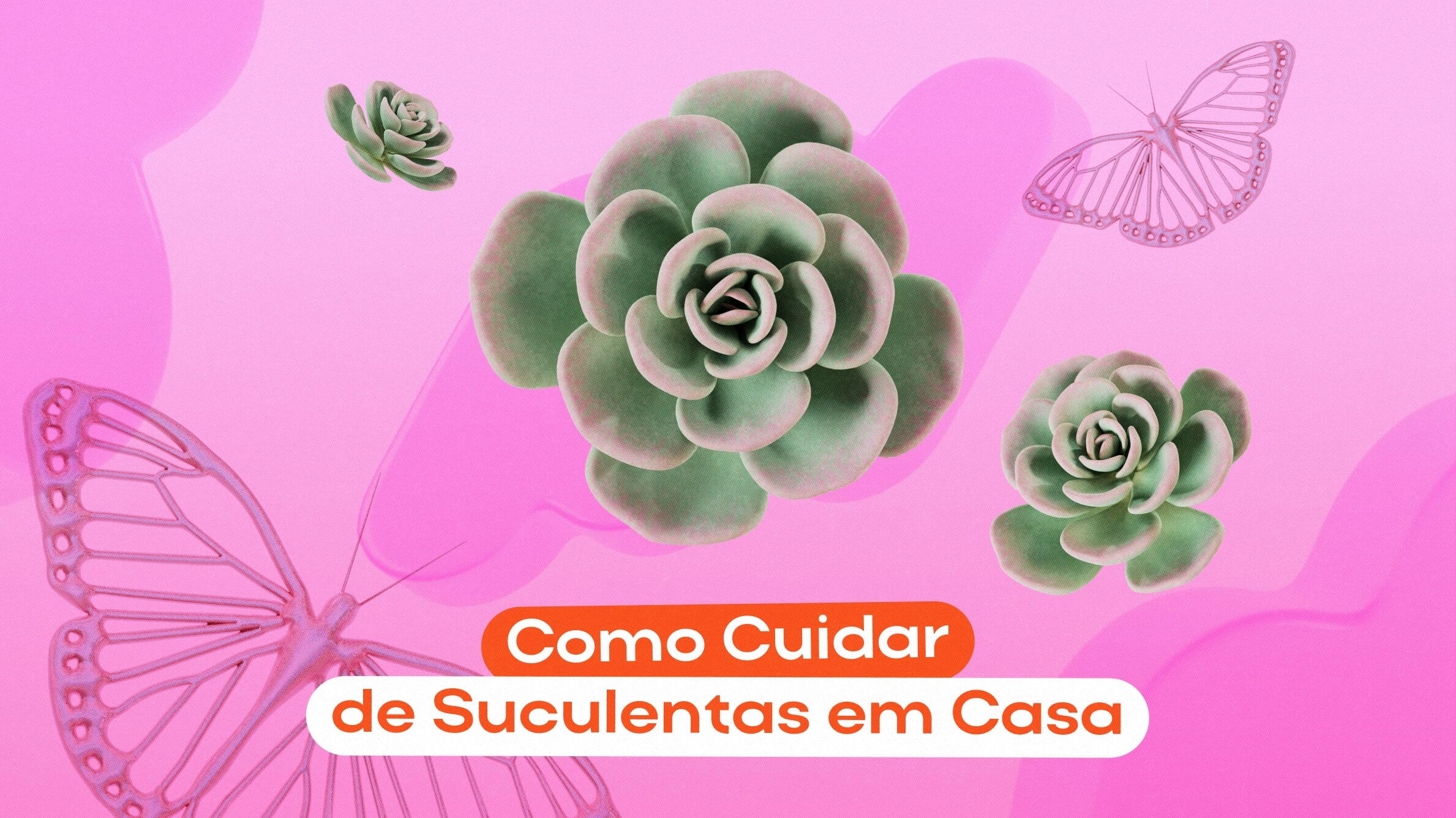 Como Cuidar de Suculentas em Casa
