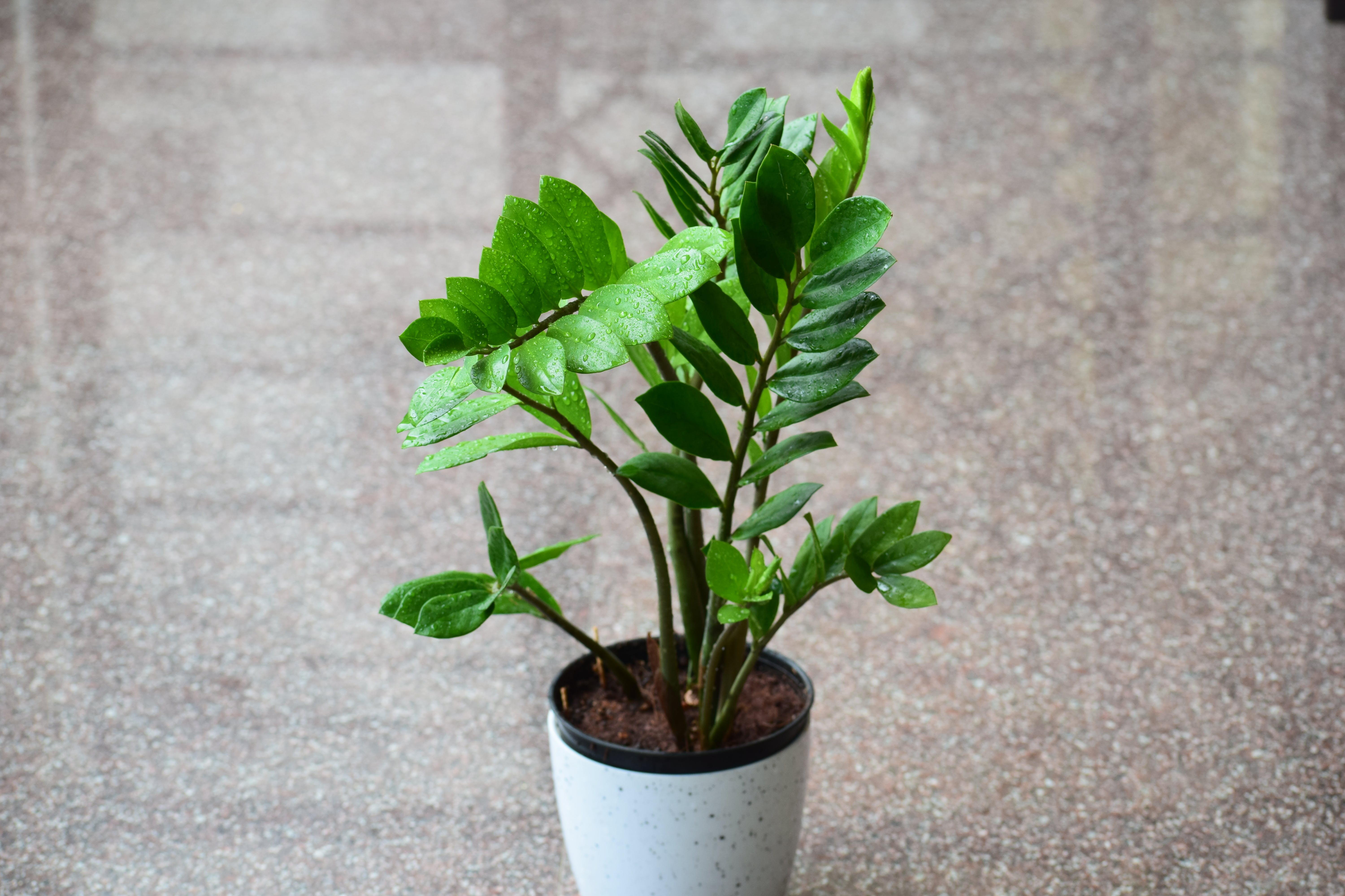 Vaso com a planta zamioculca