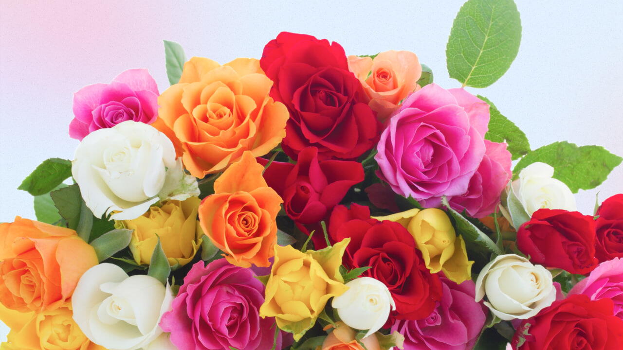 Rosa de Várias Cores
