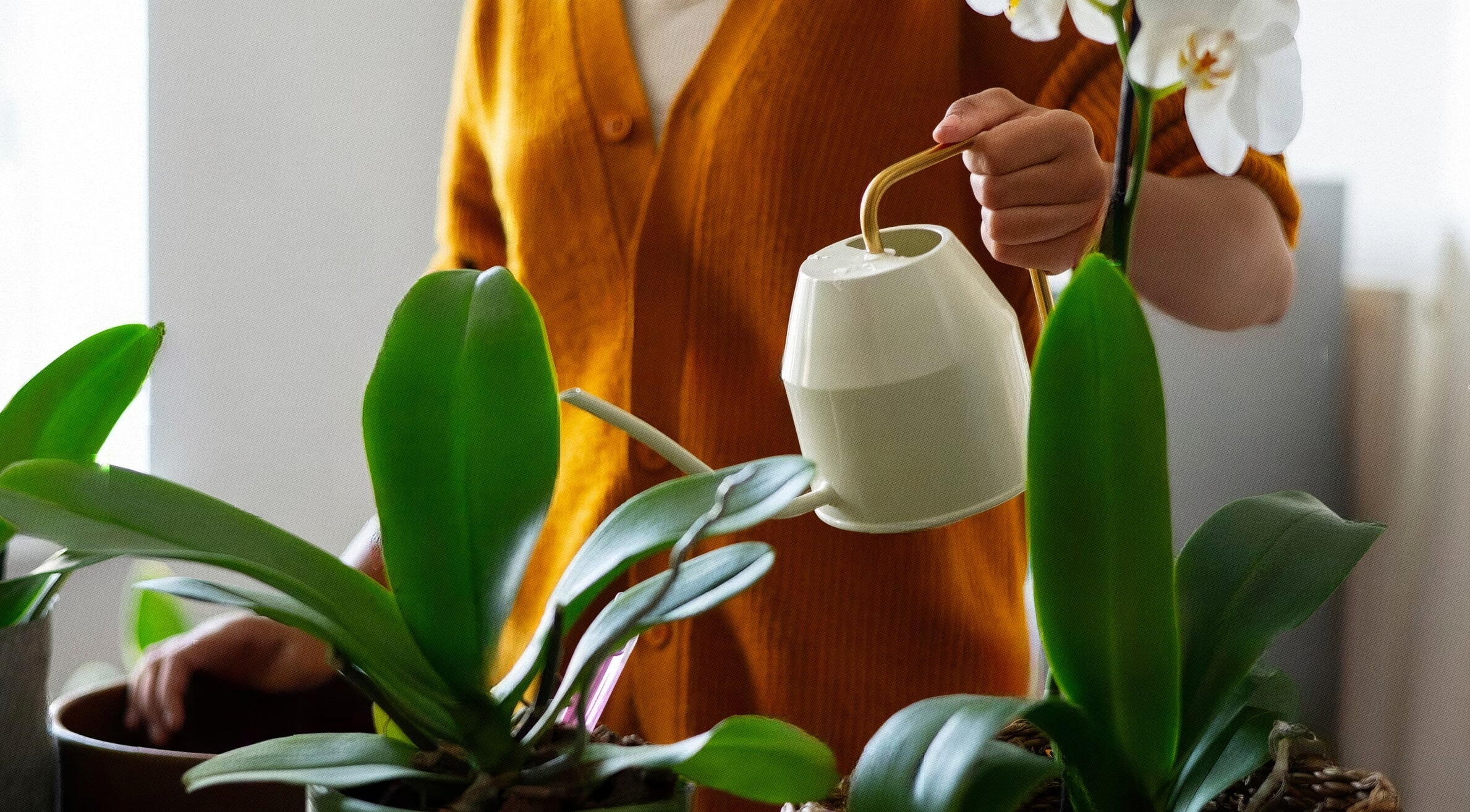 Cuidados com a orquídea após o replantio