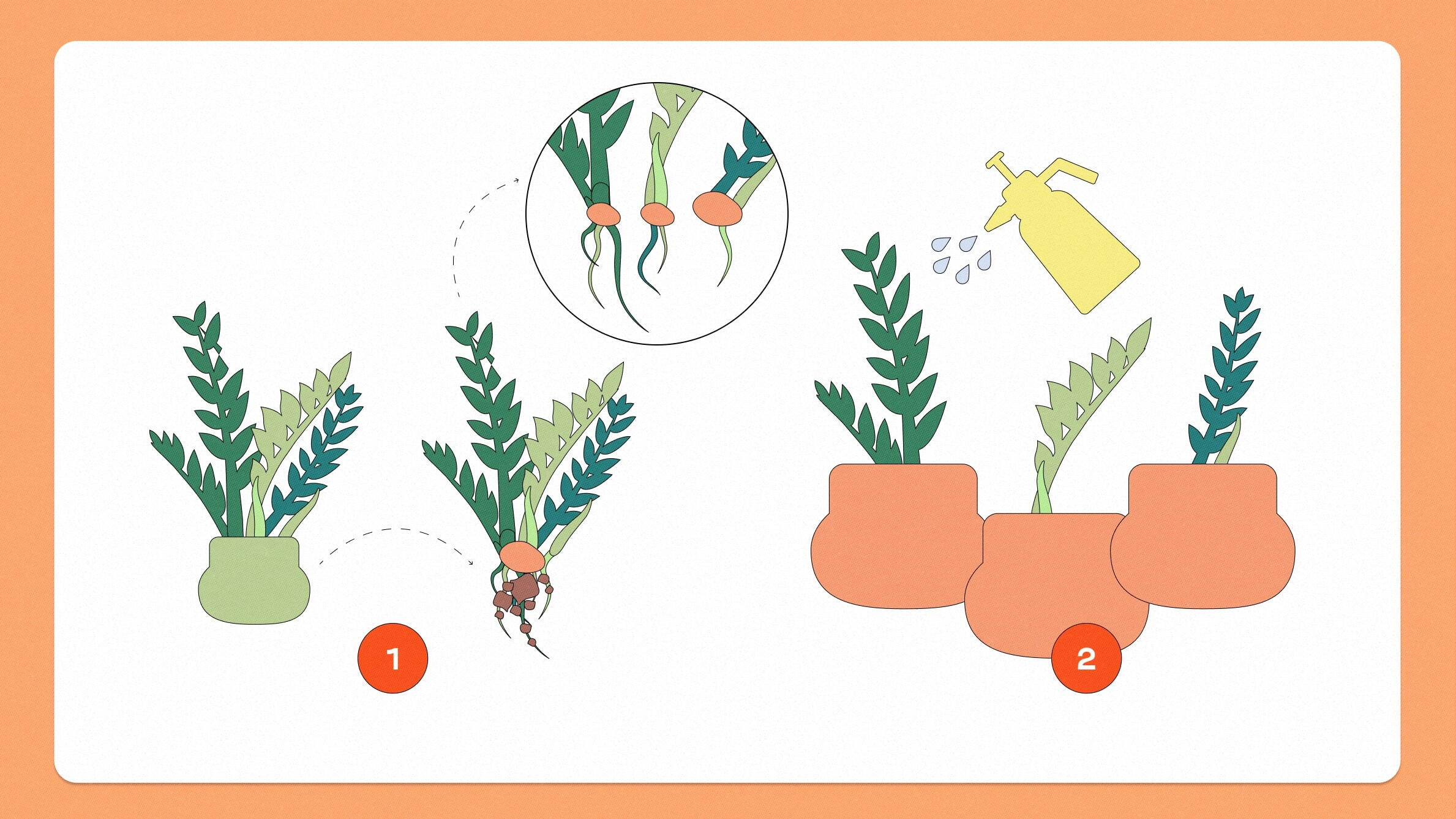 Zamioculca como plantar e cuidar