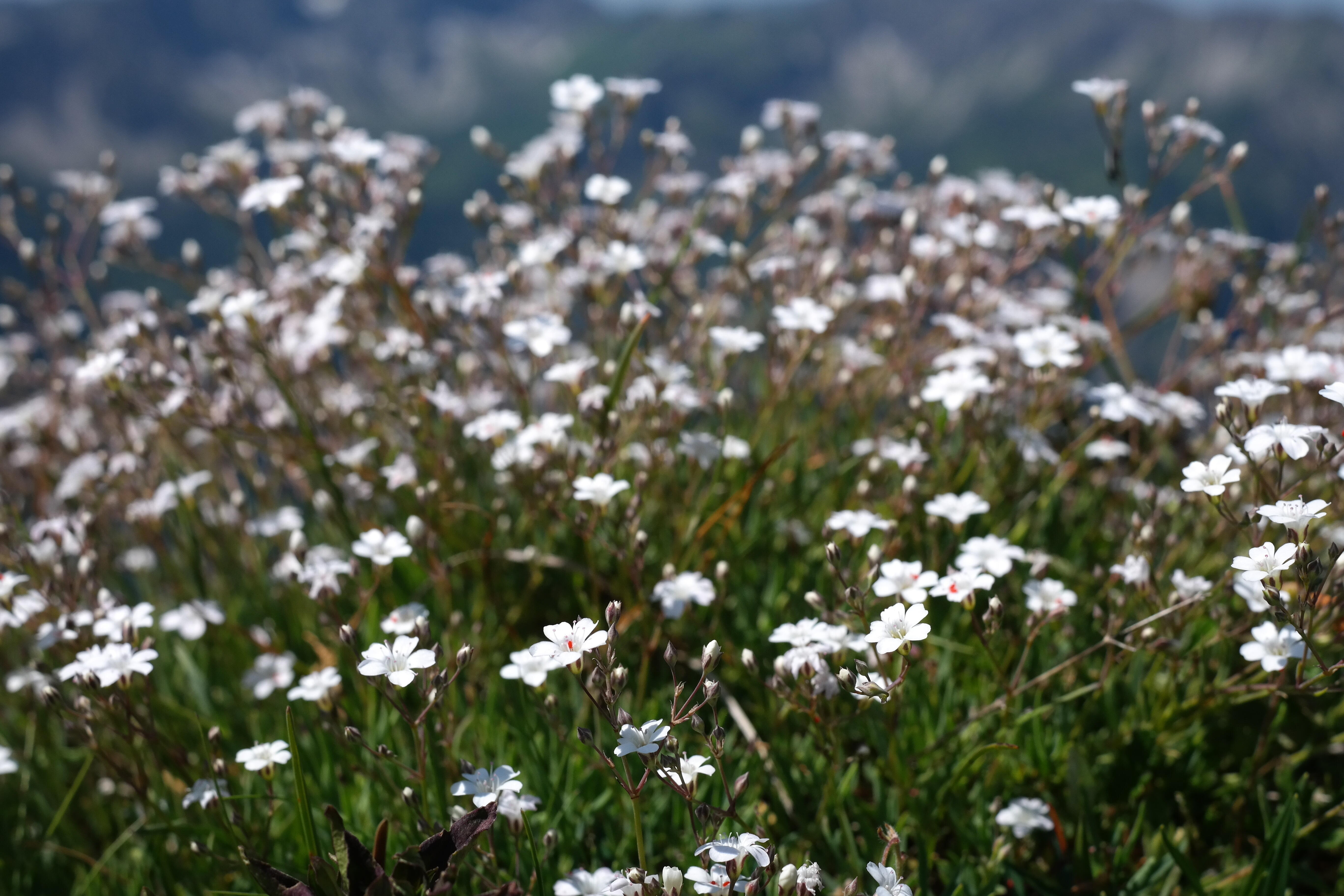 Flores mosquitinho agrupadas ao ar livre