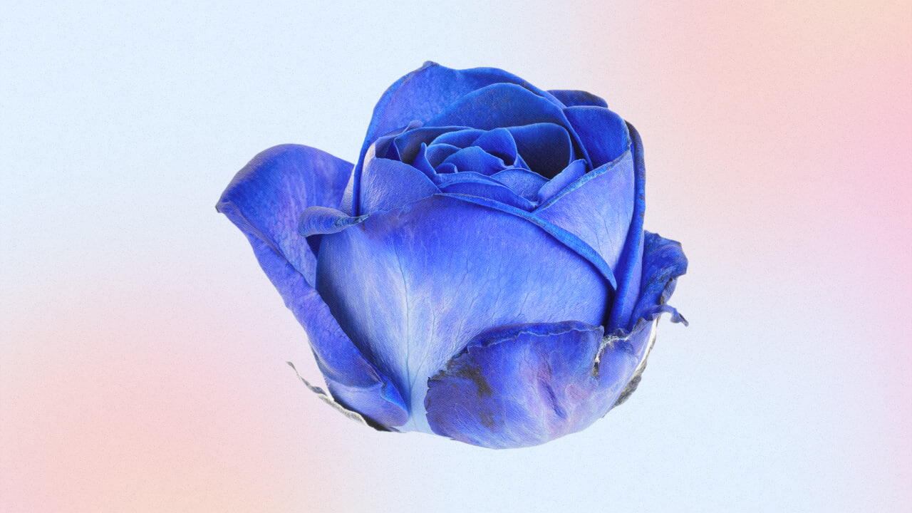 Rosa Azul