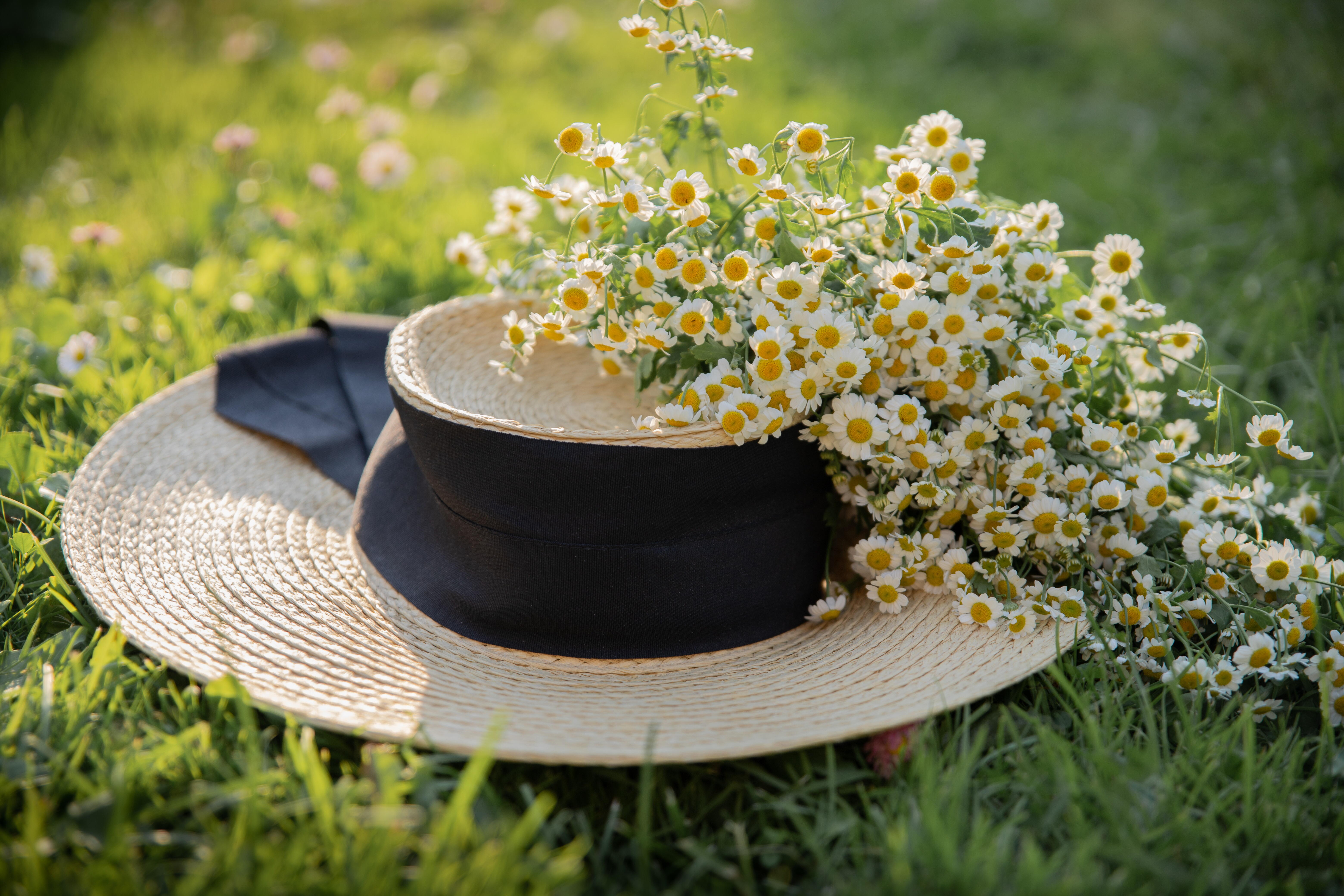Flores de camomila sobre um chapéu&nbsp;
