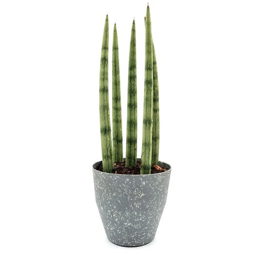 Vaso com Planta Lança de São Jorge