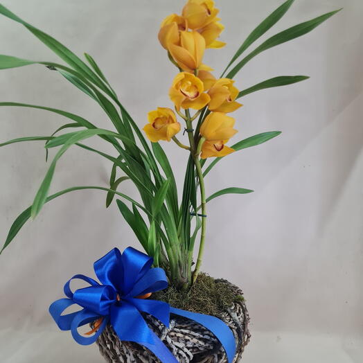Orquidea deslumbrante