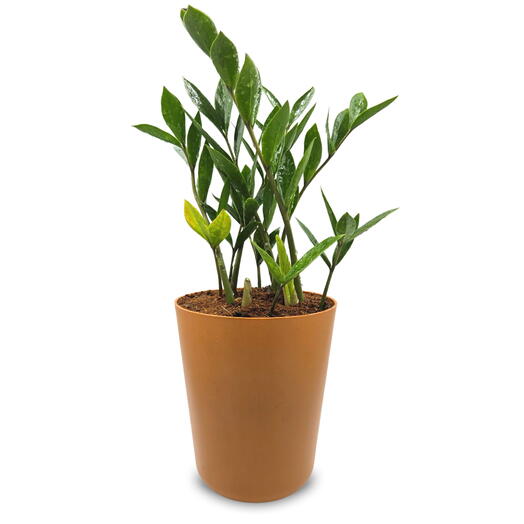 Cachepo DUE com Planta Zamioculca (Terracota)