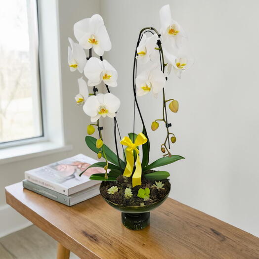 Bacia Orquideas Premium