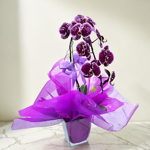 Orquidea Super Premium Lilas