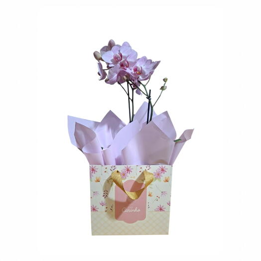Mini orquidea especial com carinho