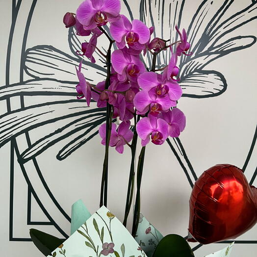 Orquidea Rosa