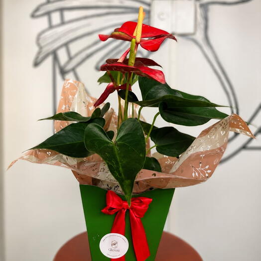 Anturio Vermelho com cachepo verde
