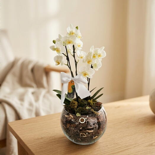 Mini Orquidea Branca E Amarela