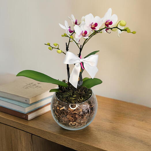 Mini Orquidea Branca e Lilas