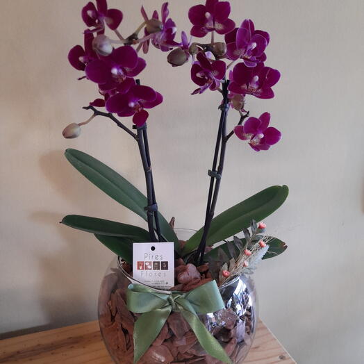 Mini orquidea no aquario