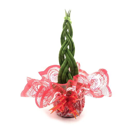 Arranjo com Lança de São Jorge Trançada