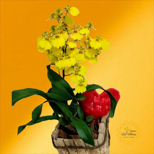 Orquidea Pingo de Ouro - 🌷 DIA DAS MÃES