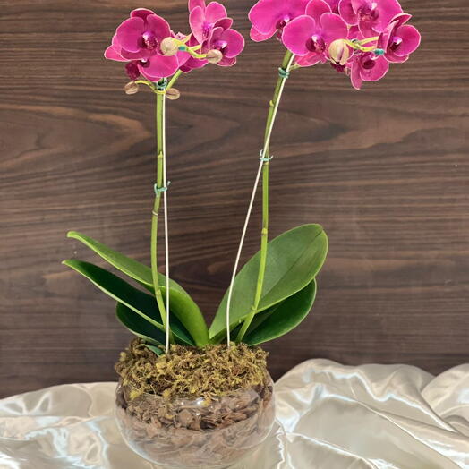 Orquidea delicadeza